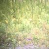 Wood Sandpiper