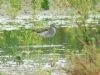 Wood Sandpiper