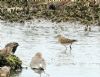 Pectoral Sandpiper