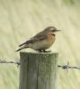 Whinchat