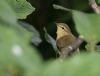 Willow Warbler