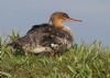 Red-breasted Merganser