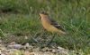 Yellow Wagtail