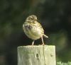 Reed Bunting