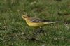 Yellow Wagtail