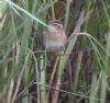 Sedge Warbler