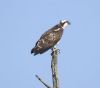 Osprey