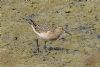 Pectoral Sandpiper