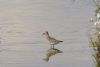 Pectoral Sandpiper