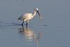 Spoonbill