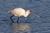 Spoonbill