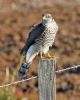 Sparrowhawk