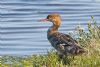 Red-breasted Merganser