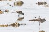 Wood Sandpiper