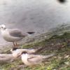 Common Tern