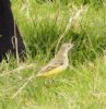 Yellow Wagtail