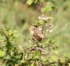 Whinchat