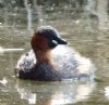 Little Grebe