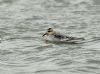 Grey Phalarope