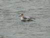 Grey Phalarope