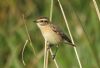 Whinchat