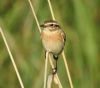 Whinchat