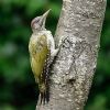 Green Woodpecker