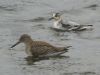 Grey Phalarope