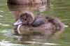 Tufted Duck