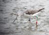 Greenshank