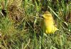 Yellow Wagtail