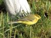 Yellow Wagtail