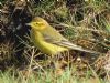 Yellow Wagtail