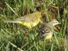 Yellow Wagtail