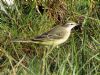 Yellow Wagtail