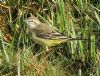 Yellow Wagtail