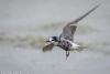 Black Tern