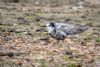 Black Tern