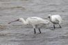 Spoonbill