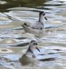 Grey Phalarope