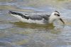 Grey Phalarope