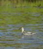 Grey Phalarope