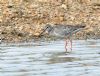 Spotted Redshank