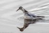 Grey Phalarope