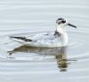 Grey Phalarope