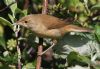 Reed Warbler