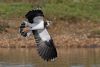 Lapwing