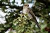 Spotted Flycatcher