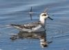 Grey Phalarope