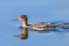 Red-breasted Merganser